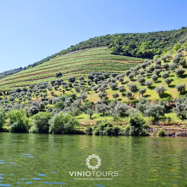 Passeio de barco privativo com vistas pitorescas pelo Vale do Douro