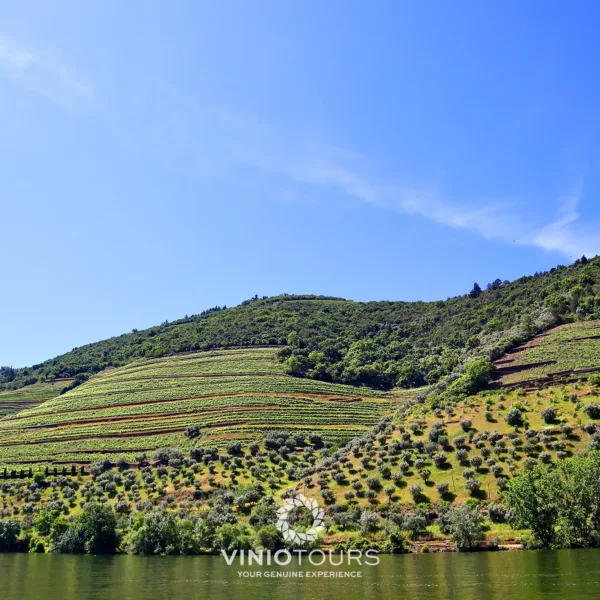 Passeio de barco privativo com vistas pitorescas pelo Vale do Douro