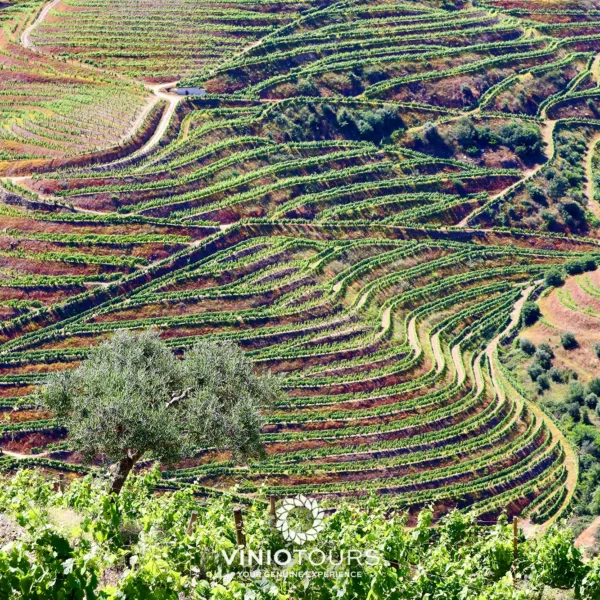 Vistas pitorescas pelo Vale do Douro